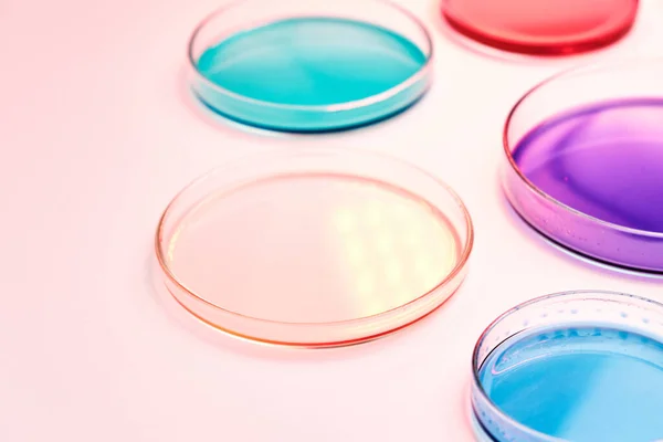 Piatto di Petri con liquido colorato o supporto per colonie batteriche in analisi biomedica su fondo rosa. Innesto di batteri nelle capsule di Petri — Foto Stock