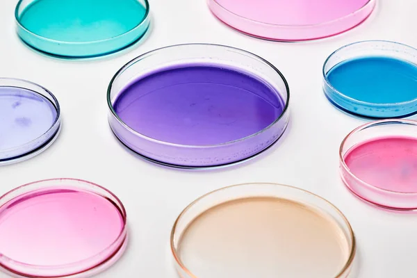 Piatto di Petri colorato con supporto in un laboratorio di microbiologia. Ricerca chimica con diversi liquidi. — Foto Stock