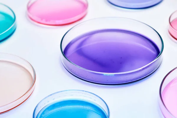 Placa de Petri colorida com mídia em um laboratório de microbiologia. Pesquisa química com diferentes líquidos. — Fotografia de Stock