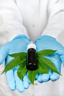 CBD kenevir yağı ve kenevir yaprağıyla doldurulmuş plastik mavi eldivenler ve beyaz laboratuvar önlüğü içinde doktorun ellerinde. Alternatif tıp veya eczane ürünü konsepti. Tıbbi marihuana bitkisi