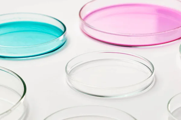Mezzi agar rosa, blu e trasparenti in capsule di Petri per innesto di batteri. — Foto Stock
