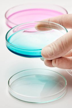 Lastik eldivenli bir bilim adamı ya da biyolog, bakteri kolonileri ya da biyokimyasal analizler için renkli medyayla dolu bir petri kabı tutuyor.. 