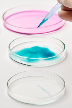 Pipet kullanarak petri kabına mavi sıvı ortam ekleniyor. 