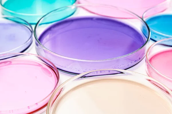 Piatto di Petri colorato con supporto in un laboratorio di microbiologia. Ricerca chimica con diversi liquidi. — Foto Stock