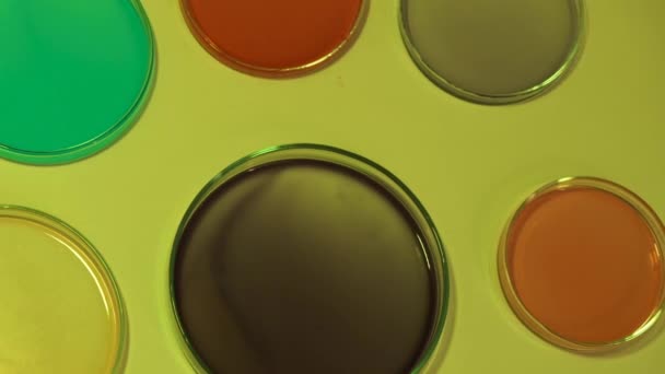 Renkli Petri kabının üzerinde arka planda değişen ışıklar ile birlikte döndürme. — Stok video