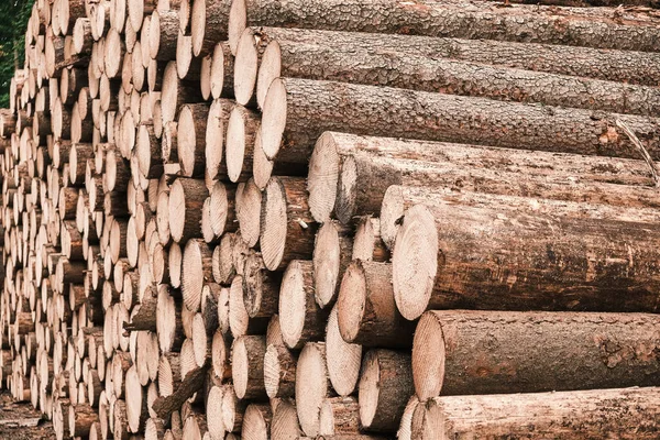 Freshly Cut Tree Wooden Logs Forest Waiting Transportation Processing Timber — Stock Photo, Image