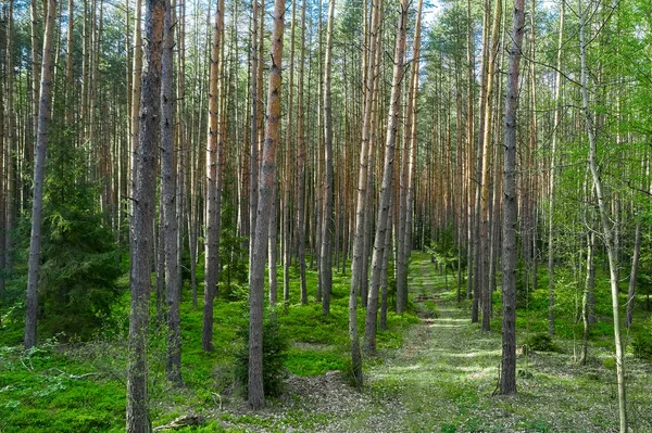 A road in the forest with high foliage trees in the summer in sunny day.