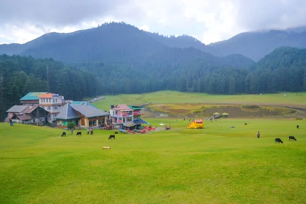 印度喜马偕尔邦喜马拉雅山徒步旅行的绿色风景林 — 图库照片