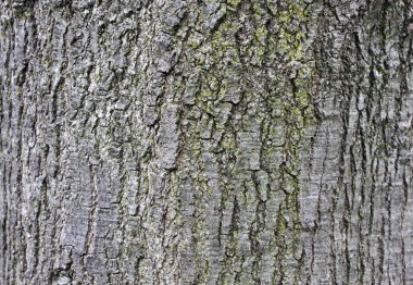 Ağaç kabuğu dokusu pürüzlü yüzey