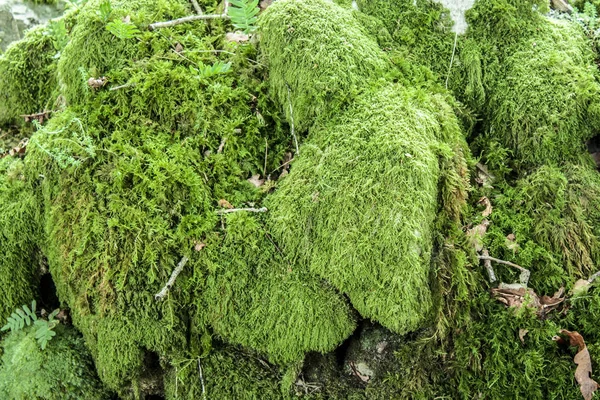 Musgo Verde Naturaleza —  Fotos de Stock