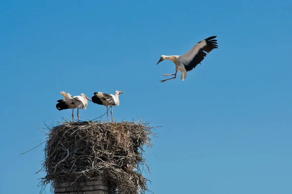 Las Cigüeñas Jóvenes Saludan Los Padres Llegada — Foto de Stock