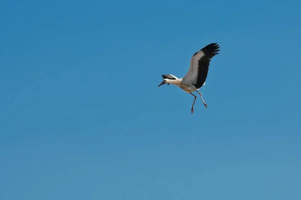 Cigogne Adulte Préparant Atterrir — Photo