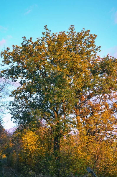 Güneş wow yürüyüş