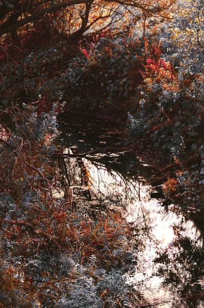 Gelecek yıl için yol