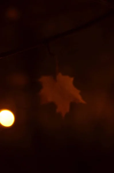 Gelecek yıl için yol