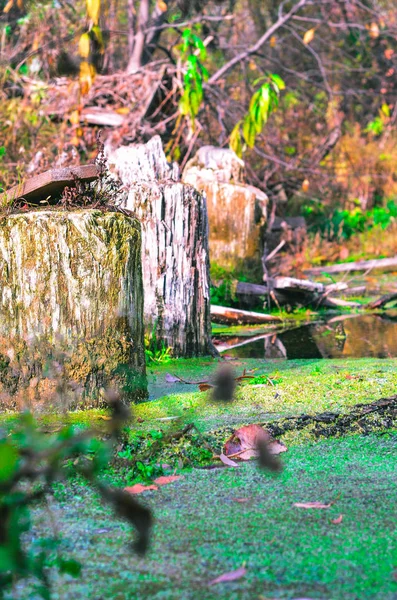 Gelecek yıl için yol