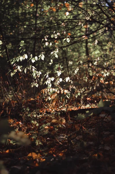 Gelecek yıl için yol