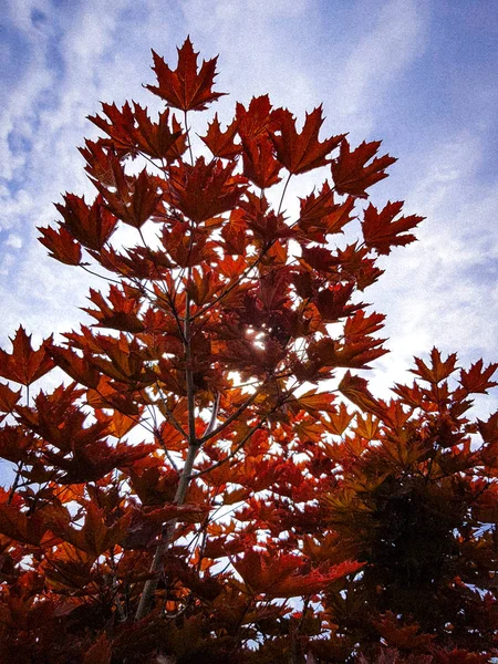 Gelecek yıl için yol