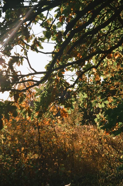 Gelecek yıl için yol