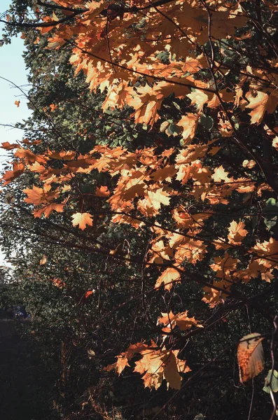 Gelecek yıl için yol