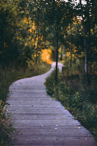 Gelecek yıl için yol