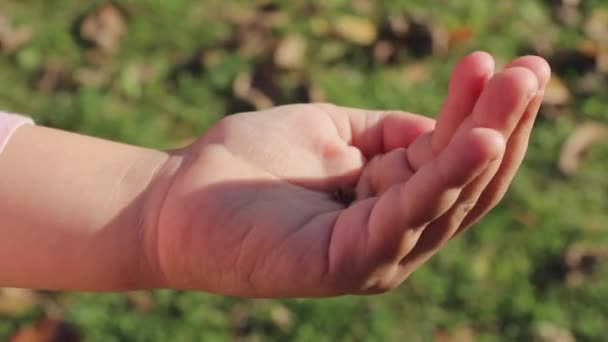 Lieveheersbeestje Palm Insect Hand Een Vuist Hand Van Een Kind — Stockvideo