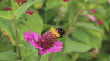 Bumblebee pembe zinnia çiçeği üzerinde nektar toplar ve uçar