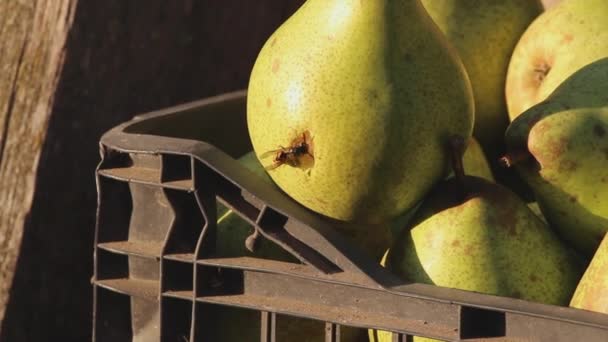 Guêpe Attaque Une Autre Guêpe Guêpe Mange Une Poire Qui — Video