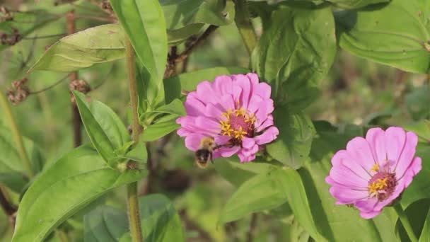 Ett Kommer Att Attackera Annan Bee Två Bin Rosa Zinnia — Stockvideo