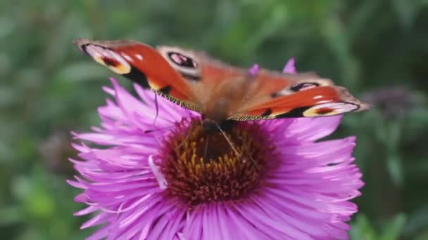 Butterfly Påfågel Samlar Nektar Rosa Blomma Och Flyger Iväg — Stockvideo