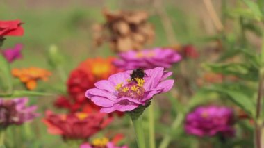 Bumblebee pembe zinnia çiçeği üzerinde nektar toplar ve uçar