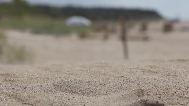 Sandstorm Sand Rörelse Stranden Textur Sand Vinden — Stockvideo