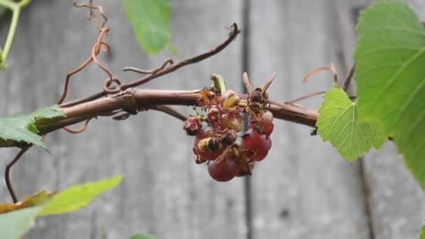 Vliegen Twee Uss Hornet Eet Rode Druiven Het Eten Van — Stockvideo