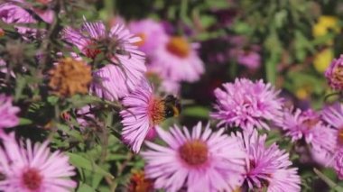 Bumblebee pembe çiçek nektar toplar ve güzel uçar