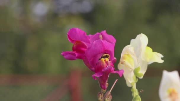 Bumblebee Çiçek Dışarı Tırmanıyor Uçar Aslanağzı Çiçeği — Stok video