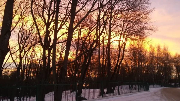 Lever Soleil Hiver Dans Parc — Photo