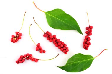 Schisandra Chinensis Medicinal Herb Plant Leaves and Fruit. Isolated on White Background. Also Magnolia-Vine, Chinese Magnolia-Vine, Schisandra, Magnolia Berry or Five-Flavor-Fruit. clipart