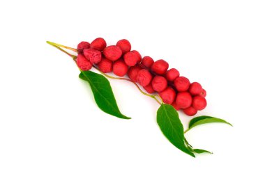 Schisandra Chinensis tıbbi bitki bitki yaprakları ve meyve. Beyaz arka plan üzerinde izole. Ayrıca Manolya-asma, Çin Manolya-asma, Schisandra, Manolya Berry veya beş-lezzet-meyve.
