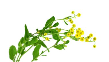 Pire otu Balsamita tıbbi bitki bitki. Costmary, Alecost, Balsam Herb, İncil yaprağı veya nane Sardunya olarak da bilinir. Beyaz arka plan üzerinde izole.