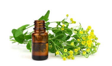 Pire otu Balsamita tıbbi bitki bitki uçucu yağ veya tentür özü bir şişe. Costmary, Alecost, Balsam Herb, İncil yaprağı veya nane Sardunya olarak da bilinir. Beyaz arka plan üzerinde izole.