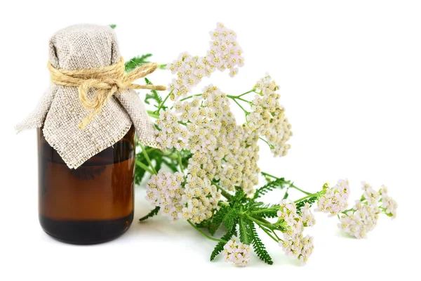 Yarrow Achillea Millefolium Herbal Plant Essential Oil Ticnture Medicinal Bottle — Fotografia de Stock