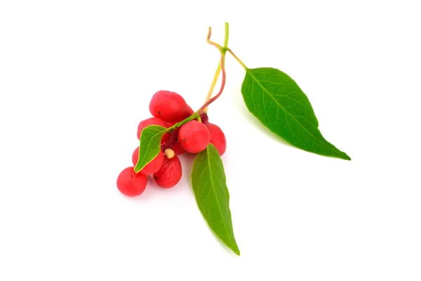 Schisandra Chinensis Plante Médicinale Feuilles Fruits Isolé Sur Fond Blanc — Photo