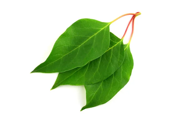 Листья Лекарственных Трав Schisandra Chinensis Изолирован Белом Фоне Magnolia Vine — стоковое фото