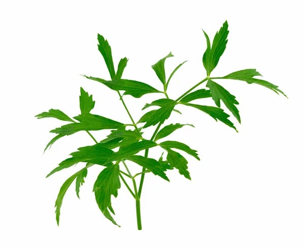 Liebstöckel Heil Und Gewürzpflanze Levisticum Officinale Isoliert Auf Weißem Hintergrund — Stockfoto