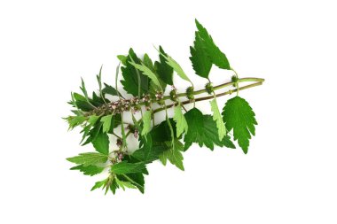 Motherwort tıbbi bitki bitki. Beyaz arka plan üzerinde izole. Ayrıca Leonurus Cardiaca, atmak-Wort, aslan'ın kulak veya kuyruk.