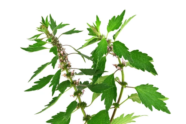 Motherwort Gyógynövény Növény Elszigetelt Fehér Background Leonurus Cardiaca Dob Orbáncfű — Stock Fotó