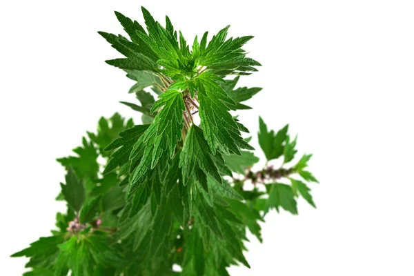 Mutterkraut Heilpflanze Isoliert Auf Weißem Hintergrund Auch Leonurus Cardiaca Wurfkraut — Stockfoto