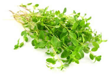 Bir avuç taze çiğ yabani kekik. Ayrıca Tymus Vulgaris, ortak, Alman veya bahçe kekik, beyaz arka plan üzerinde göl kenarında.