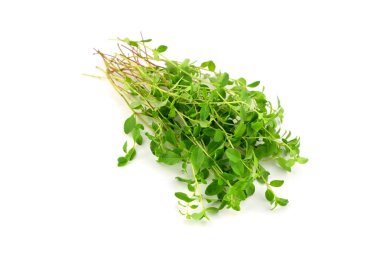 Bir avuç taze çiğ yabani kekik. Ayrıca Tymus Vulgaris, ortak, Alman veya bahçe kekik, beyaz arka plan üzerinde göl kenarında.