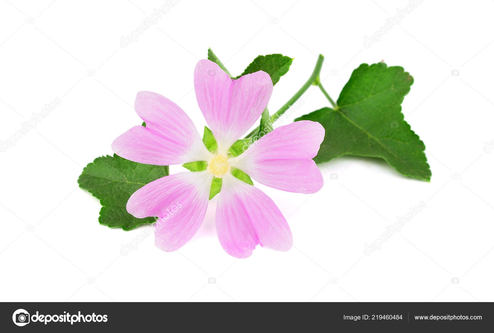 Marshmallow Plant